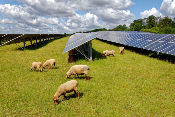 Ecologie : Tout comprendre de l’agrivoltaisme grâce à l’ADEME